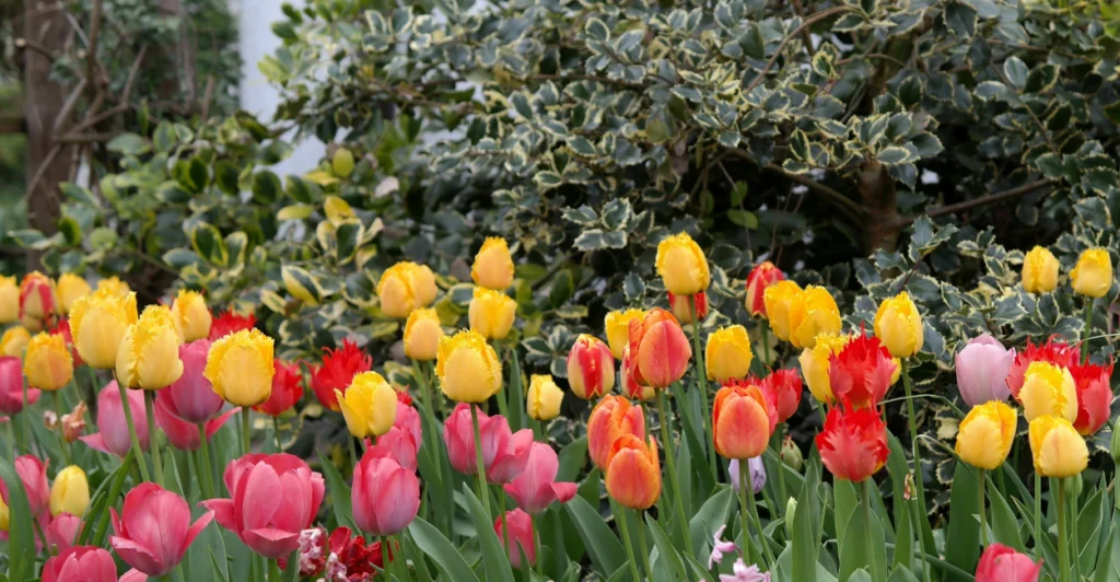 tulipas no quintal 